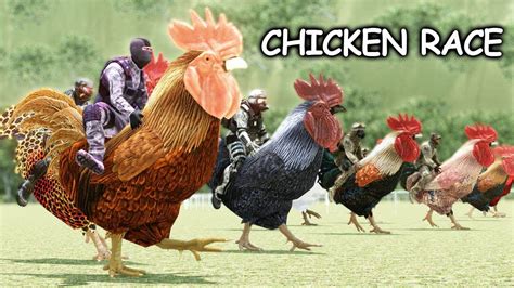 Strategy for grinding chicken races for the golden gun..